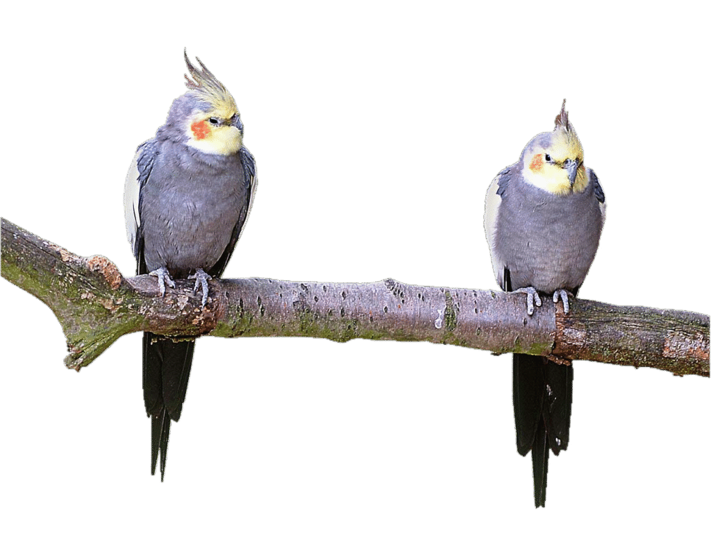 typescript integration, refreshed apis & more