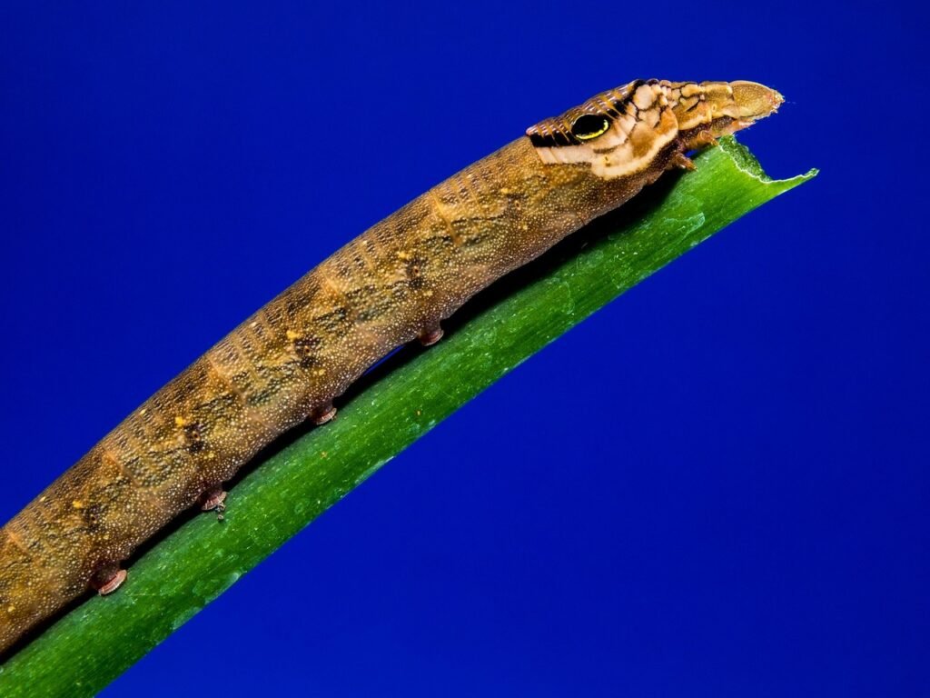 how javascript rendering works and how to use it strategically