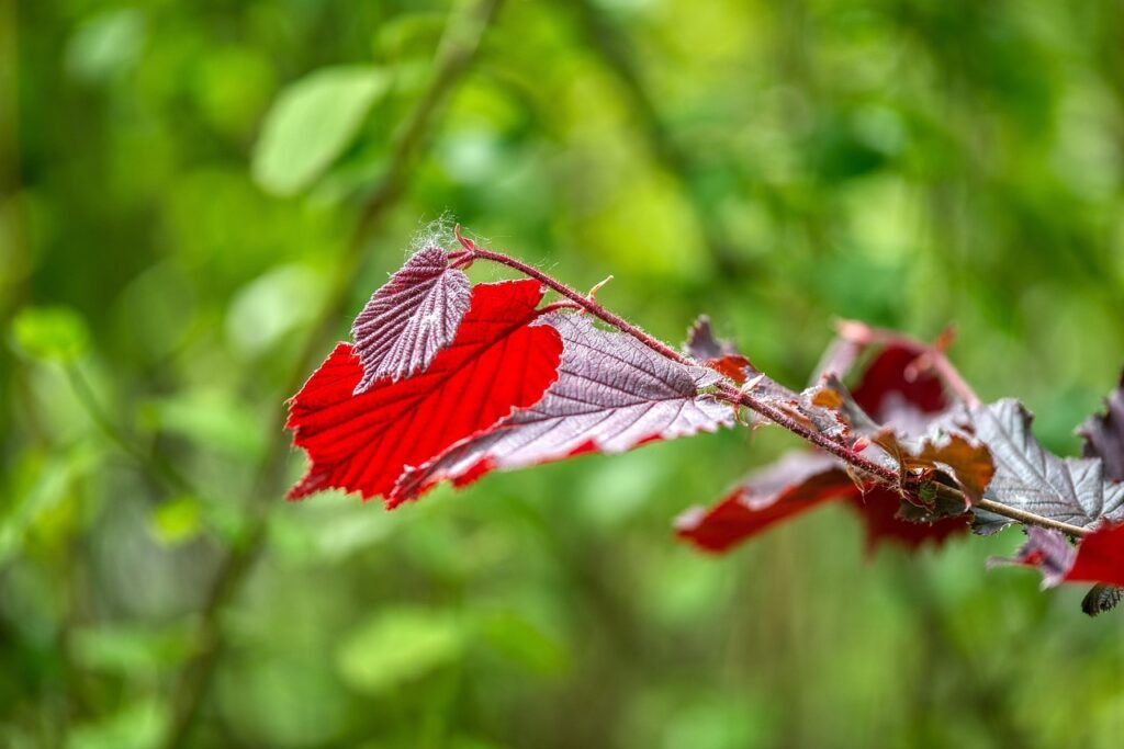 next.js vs. react: differences and how to choose