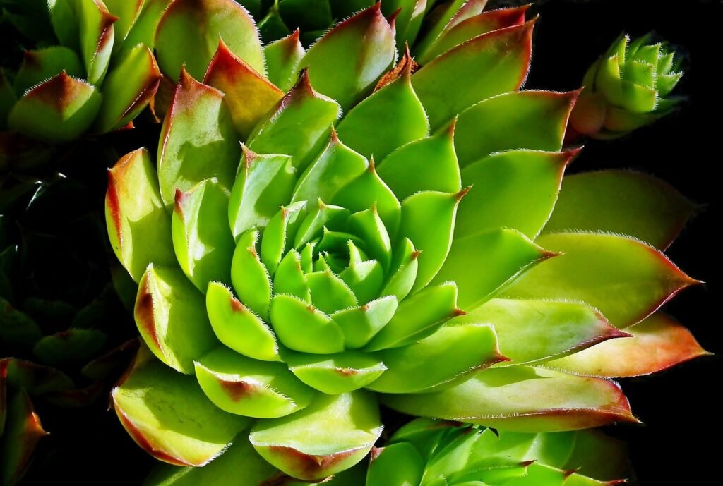 39 awesome css animation examples with demos + live code